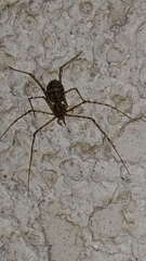 Scytodes