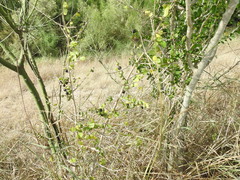 Randia obcordata