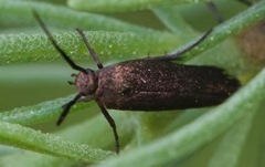 Scythris fuscicomella