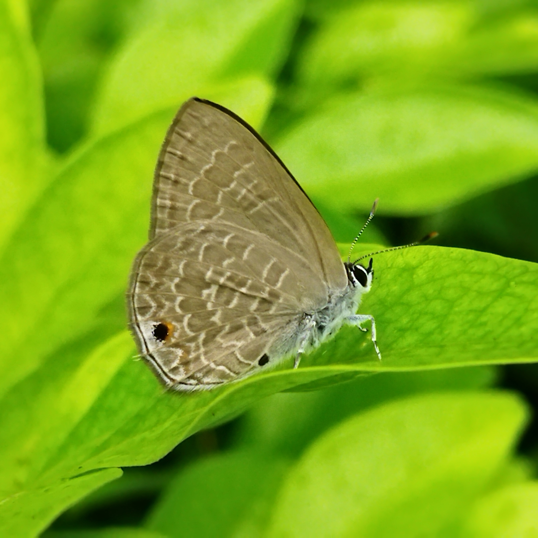 Common Ciliate Blue