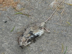 Heteromys irroratus