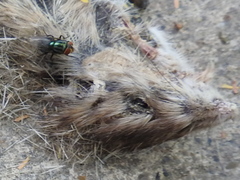 Heteromys irroratus