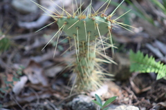 Opuntia chlorotica
