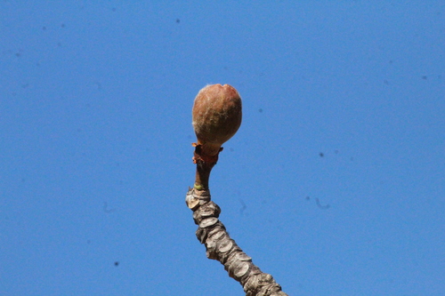 Pseudobombax tomentosum