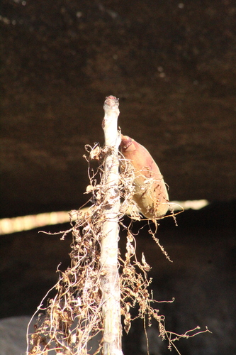 Pseudobombax tomentosum