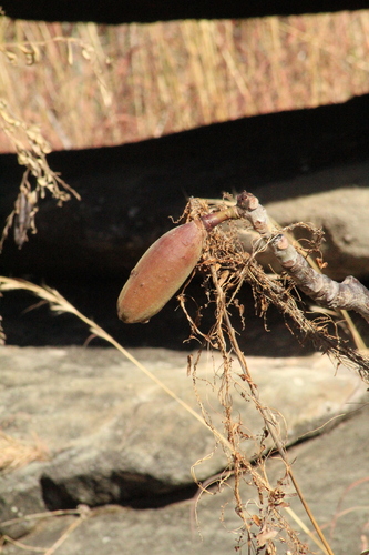 Pseudobombax tomentosum