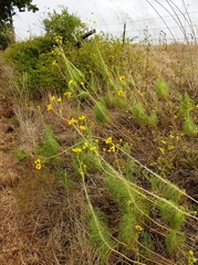 Helianthus salicifolius