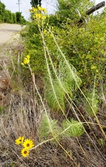 Helianthus salicifolius