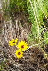 Helianthus salicifolius