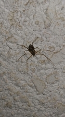 Scytodes