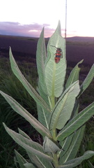 Tetraopes varicornis