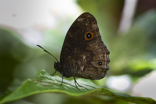 Heteropsis obscura