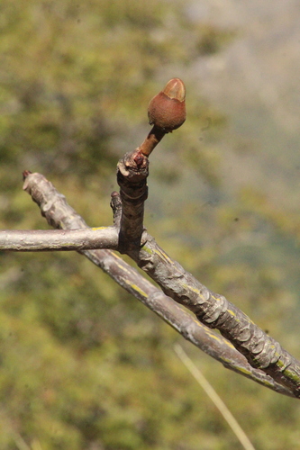Pseudobombax tomentosum (Mart. & Zucc.) A.Robyns 2