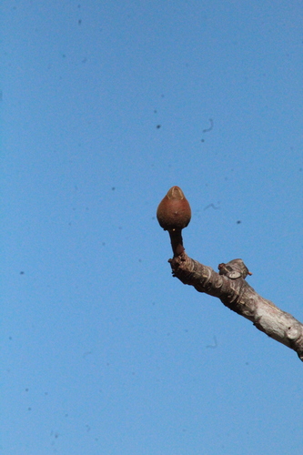 Pseudobombax tomentosum
