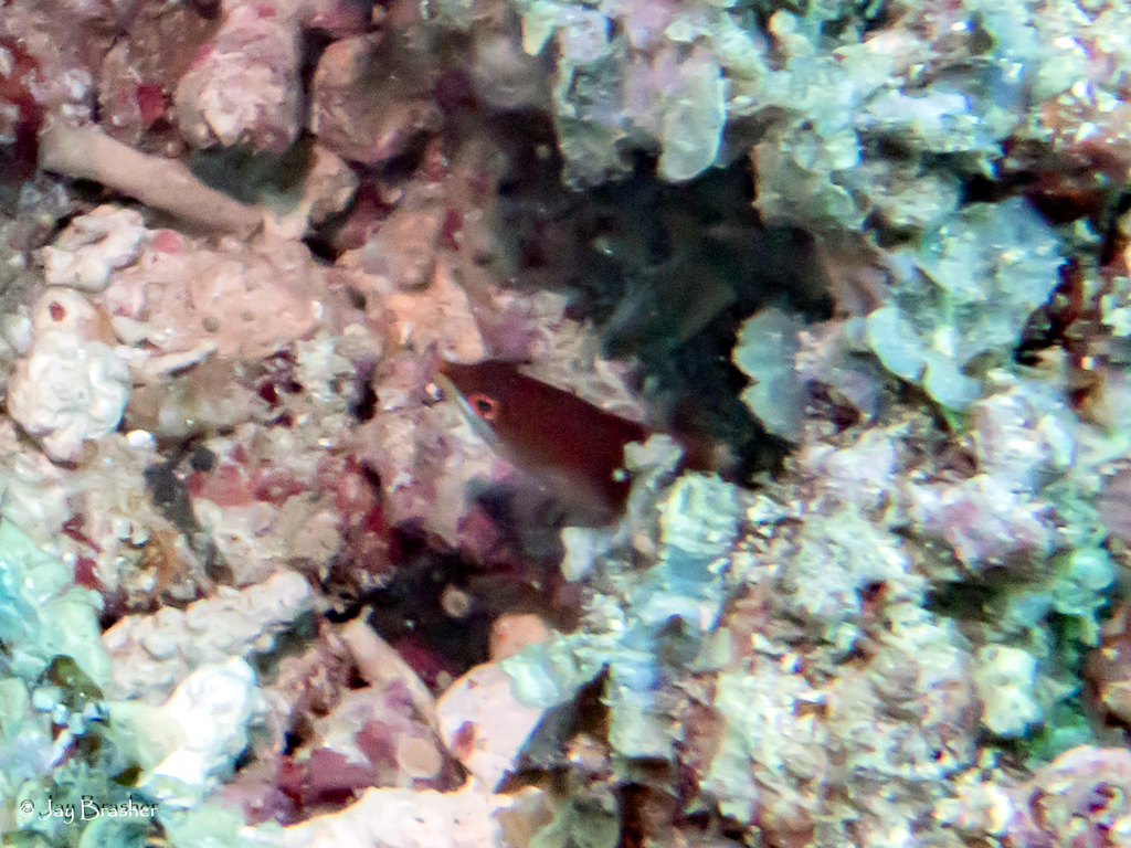 Disappearing wrasse
