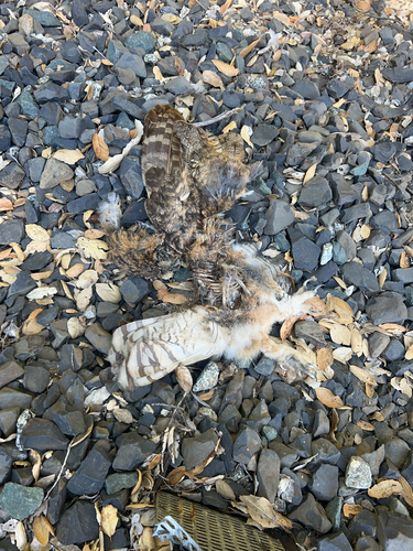 View observation of {o.common_name} on iNaturalist