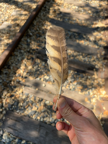 View observation of {o.common_name} on iNaturalist