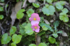 Begonia gracilis