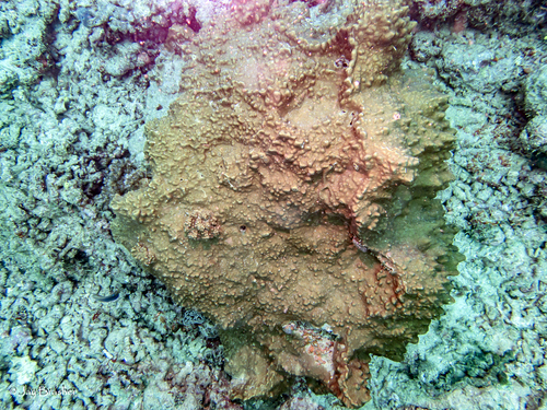 Millepora exaesa observed 2025-03-04