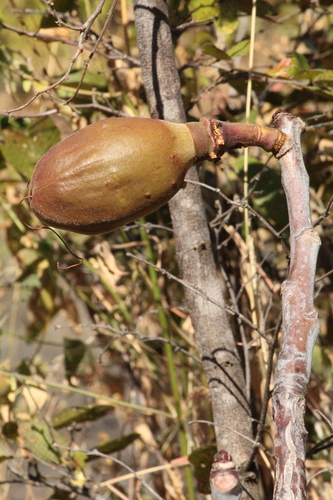 Pseudobombax tomentosum