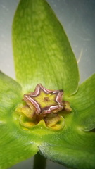 Gonolobus uniflorus