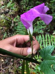 Ipomoea silvicola