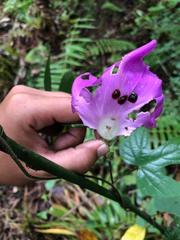 Ipomoea silvicola