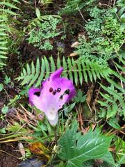 Ipomoea silvicola