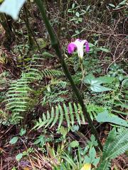 Ipomoea silvicola