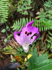Ipomoea silvicola