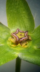 Gonolobus uniflorus