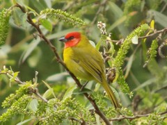 Piranga erythrocephala