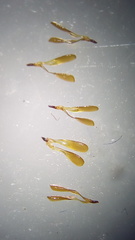 Gonolobus uniflorus
