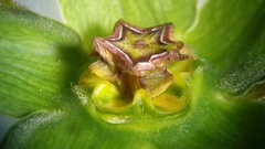 Gonolobus uniflorus