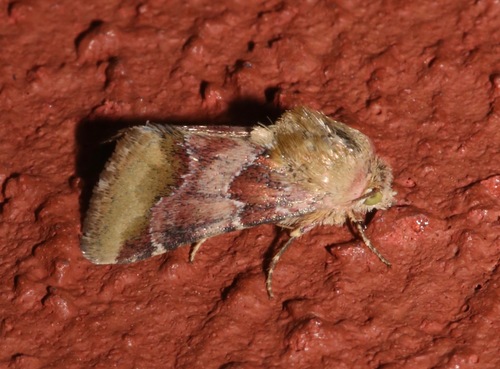 Bina Flower Moth photo 3