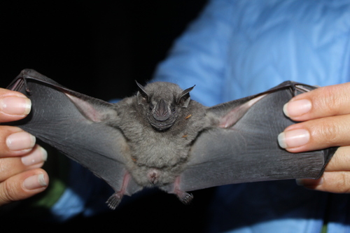 Aztec Fruit-eating Bat (Dermanura azteca)