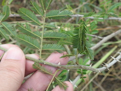 Mimosa asperata