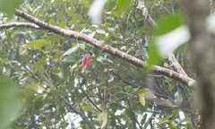 Pericrocotus brevirostris