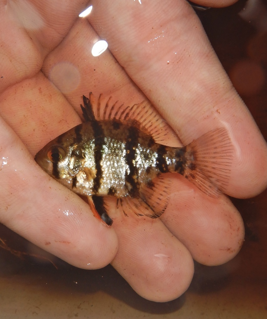 Blackbanded sunfish (Enneacanthus chaetodon) — Centrarchidae