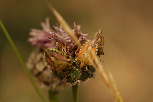 northern fruit bug, 12250 Tournemire, France, photo 10 of 10
