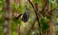 Cuculus poliocephalus