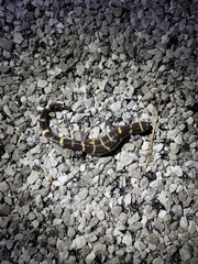 Ambystoma annulatum