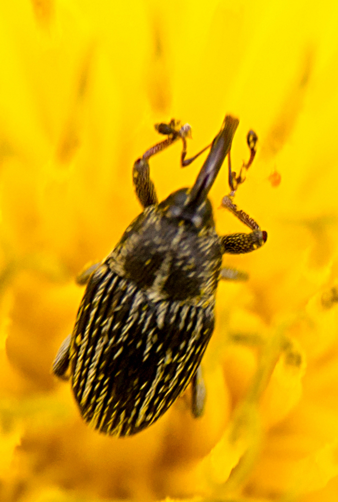 Centrinopus