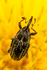 Centrinopus helvinus