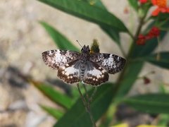 Chiomara georgina georgina