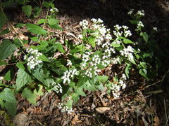 Ageratina rothrockii