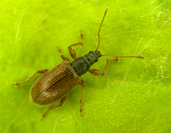 Phyllobius oblongus