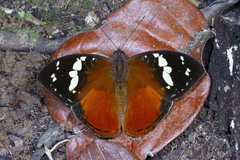 Aterica rabena