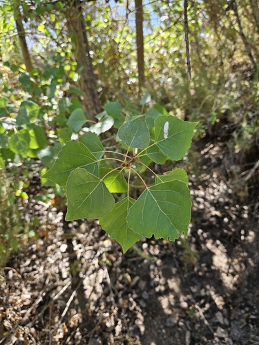 iNaturalist observation photo of Frémont Cottonwood