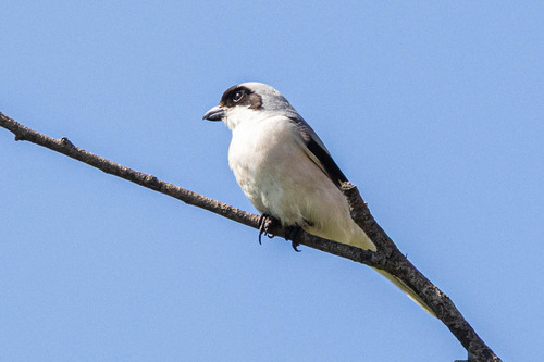 Alcaudón chico (Lanius minor)